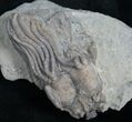 Fossil Crinoid Crown, Platycrinites - Crawfordsville #8400-1